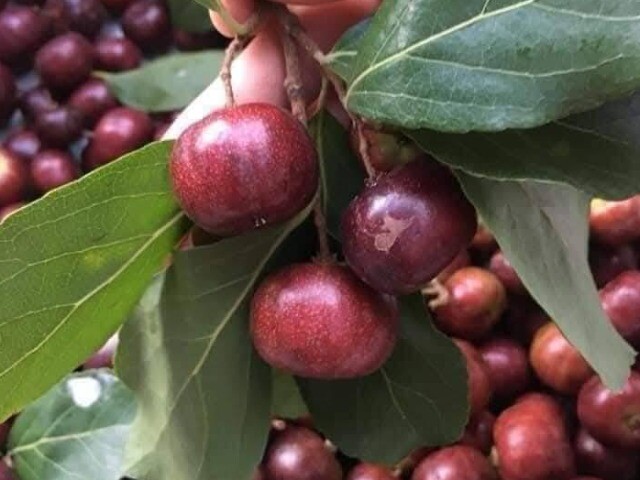 Loại quả mọc bờ rào xưa không ai biết đến, nay thành đặc sản có hương vị lạ dân thành phố ưa chuộng, 80.000 đồng/kg
