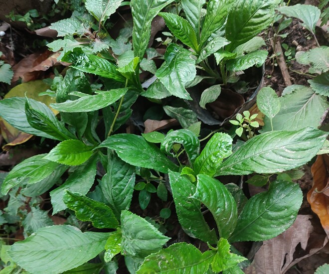 View - Cây dại mọc bờ bụi thành đặc sản, 70.000 đồng/kg được người thành phố ưa chuộng vì hương vị lạ, trồng 1 tháng cho thu hoạch  | Báo Tri thức và Cuộc sống - TIN TỨC PHỔ BIẾN KIẾN THỨC 24H