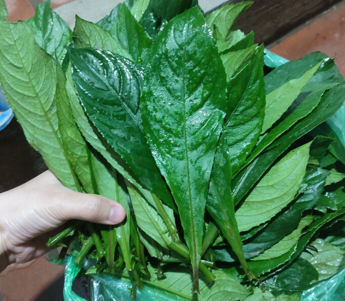 View - Cây dại mọc bờ bụi thành đặc sản, 70.000 đồng/kg được người thành phố ưa chuộng vì hương vị lạ, trồng 1 tháng cho thu hoạch  | Báo Tri thức và Cuộc sống - TIN TỨC PHỔ BIẾN KIẾN THỨC 24H